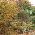 naturgarten-1