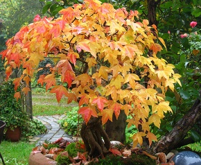 25 Jahre alter Bonsai-Dreispitzahorn - Acer buergerianum. Aus den Bergwäldern Japans.