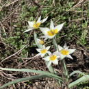 Fruehe Tulpe
